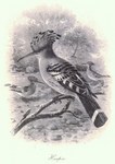 common hoopoe (Upupa epops)