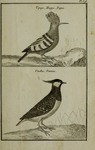 common hoopoe (Upupa epops), northern lapwing (Vanellus vanellus)