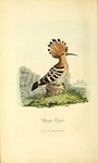 common hoopoe (Upupa epops)