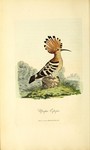 common hoopoe (Upupa epops)