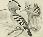 common hoopoe (Upupa epops)