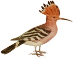 common hoopoe (Upupa epops)