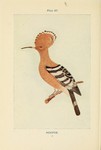 common hoopoe (Upupa epops)