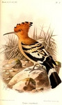 common hoopoe (Upupa epops)