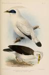 Bali myna (Leucopsar rothschildi), black-winged starling (Acridotheres melanopterus tertius)