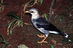 black-winged starling (Acridotheres melanopterus)