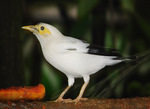 black-winged starling (Acridotheres melanopterus)