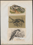 great grey shrike, northern grey shrike (Lanius excubitor)