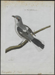 great grey shrike, northern grey shrike (Lanius excubitor)