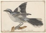 great grey shrike, northern grey shrike (Lanius excubitor)