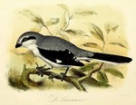 great grey shrike, northern grey shrike (Lanius excubitor)