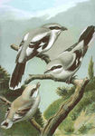 great grey shrike, northern grey shrike (Lanius excubitor)
