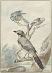 great grey shrike, northern grey shrike (Lanius excubitor)