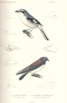 great grey shrike (Lanius excubitor), white-breasted woodswallow (Artamus leucorynchus)