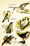 ...red-backed shrike (Lanius collurio), great grey shrike (Lanius excubitor), spotted flycatcher (M