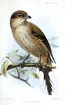 great grey shrike, northern grey shrike (Lanius excubitor)