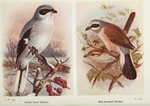 great grey shrike (Lanius excubitor), red-backed shrike (Lanius collurio)