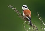 red-backed shrike (Lanius collurio)