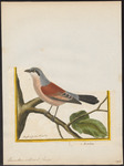 red-backed shrike (Lanius collurio)