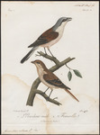 red-backed shrike (Lanius collurio)