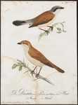 red-backed shrike (Lanius collurio)