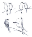 red-backed shrike (Lanius collurio)