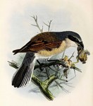 red-backed shrike (Lanius collurio)