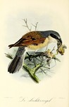 red-backed shrike (Lanius collurio)