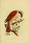 red-backed shrike (Lanius collurio)