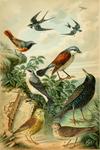 barn swallow (Hirundo rustica), common house martin (Delichon urbicum), common redstart (Phoenic...