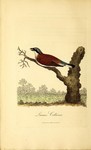 red-backed shrike (Lanius collurio)