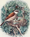 red-backed shrike (Lanius collurio)