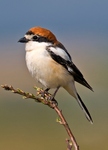 woodchat shrike (Lanius senator)