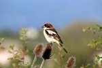 woodchat shrike (Lanius senator)