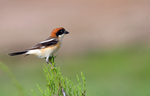 woodchat shrike (Lanius senator)