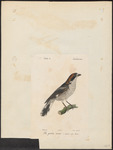 woodchat shrike (Lanius senator)