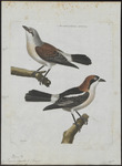 woodchat shrike (Lanius senator)