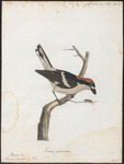 woodchat shrike (Lanius senator)