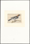 woodchat shrike (Lanius senator)