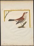 woodchat shrike (Lanius senator)