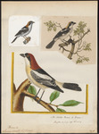 woodchat shrike (Lanius senator)