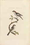 woodchat shrike (Lanius senator)