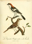 woodchat shrike (Lanius senator)