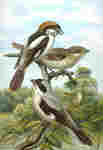 woodchat shrike (Lanius senator)