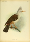 Bourbon crested starling (Fregilupus varius)