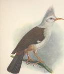 Bourbon crested starling (Fregilupus varius)