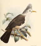 Bourbon crested starling (Fregilupus varius)