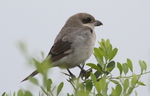 lesser grey shrike (Lanius minor)