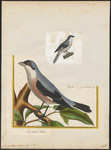 lesser grey shrike (Lanius minor)