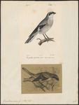 lesser grey shrike (Lanius minor)